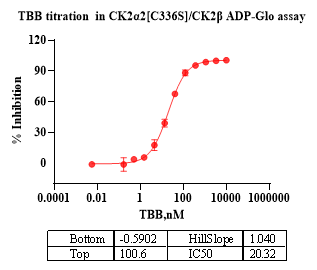 CK2α2[C336S]/CK2β Protein