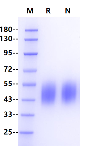 FCAR/CD89 His Tag Protein, Human