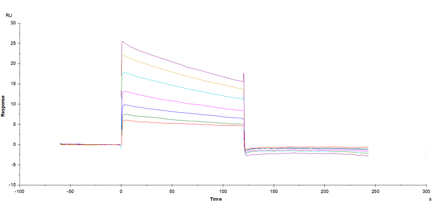 Fc γ RIIa/CD32a(H167) His tag Protein, Human
