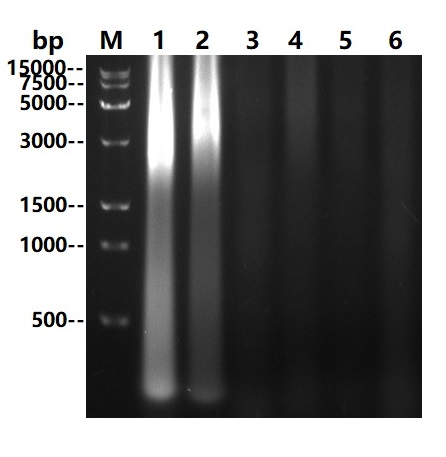 Ultra Nuclease (Tag free) 全能核酸酶