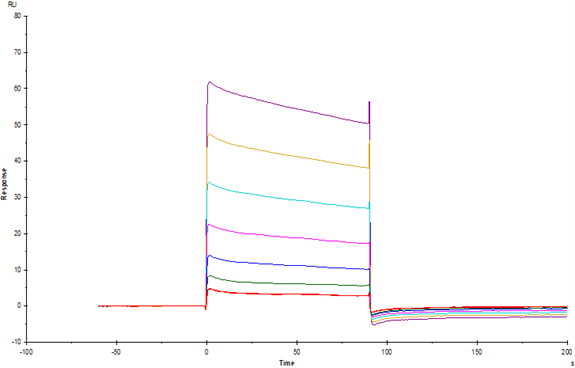 Fc γ RIIB/CD32b His Tag Protein, Cynomolgus