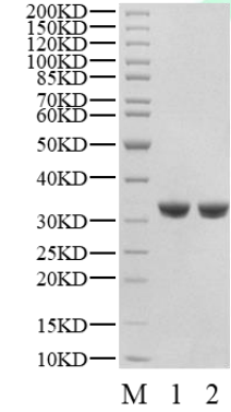 Biotinylated JAK2 Protein, Human