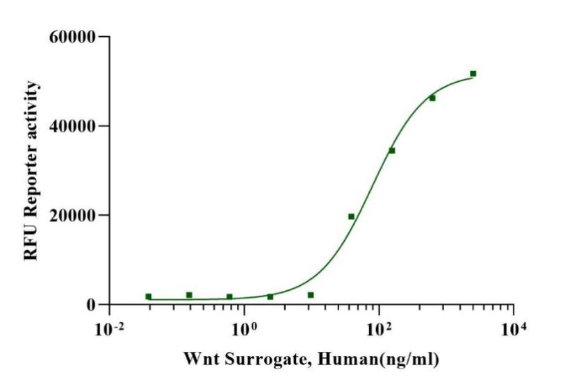 Wnt Surrogate Protein, Human