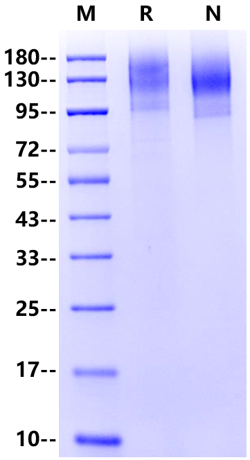 TGFBR3 His Tag Protein, Human