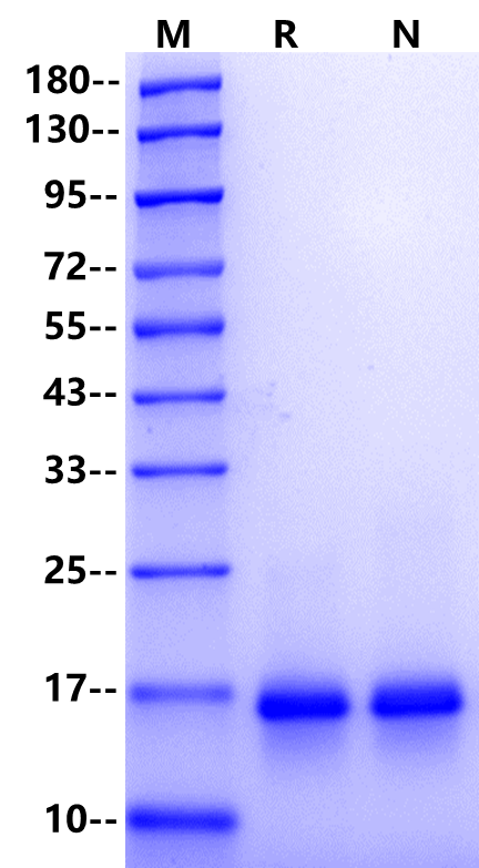 IL-36α Protein, Human