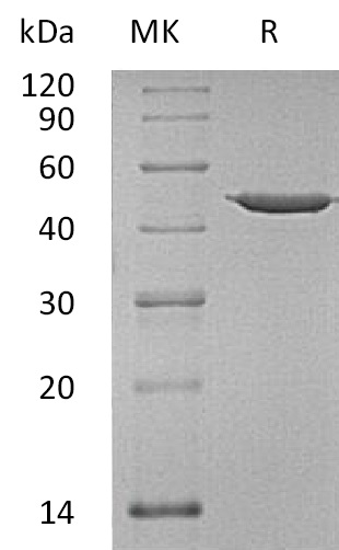 ANXA7 Protein, Human