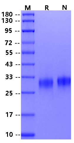 TIMP-1 Protein, Mouse