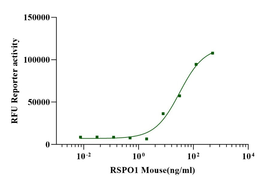 R-Spondin1 Protein, Mouse