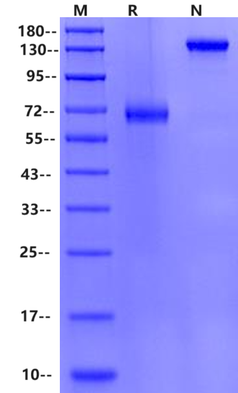 B7-H3/CD276 Fc Chimera Protein, Mouse