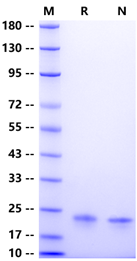 Human IL-6 Standard for Quantitive Assays
