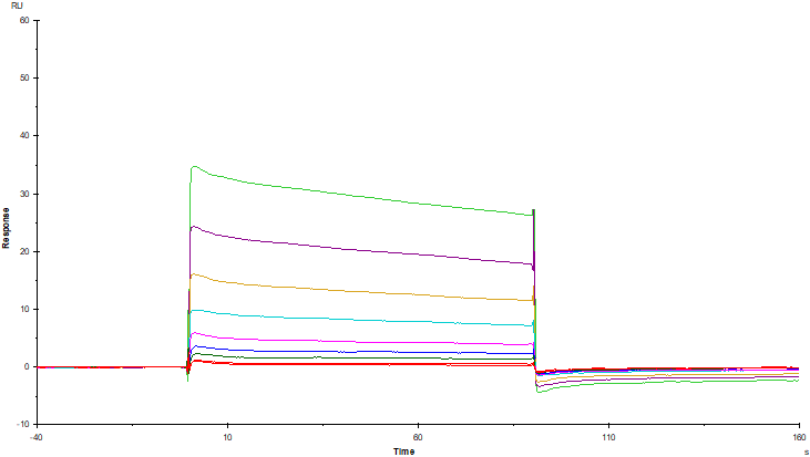Fc γ RIIB/CD32b His Tag Protein, Human