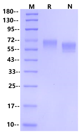 ROR1 His Tag Protein, Canine