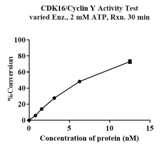 CDK16/Cyclin Y Protein