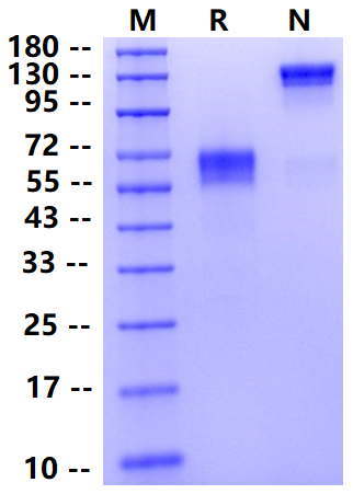 Biotinylated TGFBR2/TGF-beta RII Fc&Avi Tag Protein, Human