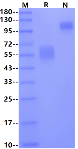 Fas/TNFRSF6/CD95 Fc Chimera Protein, Rat