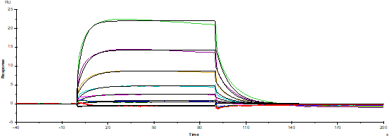 Fc γ RIIIa/CD16a(F176 Protein, S197P) His Tag Protein, Human