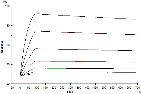 Fc epsilon RI α Fc Chimera Protein, Human