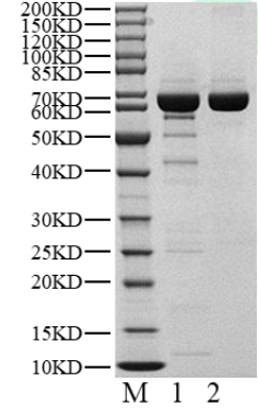P38δ GST Tag Protein, Human