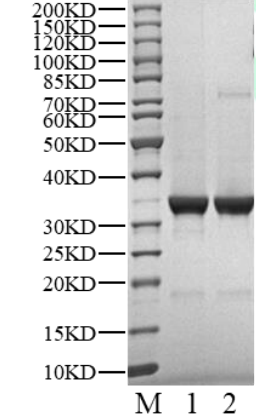 ACVR1(Q207E) Protein, Human