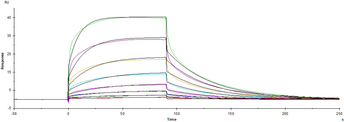 Fc γ RIII/CD16 His Tag Protein, Cynomolgus