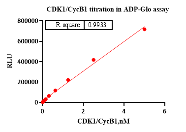 CDK1/CycB1 Protein