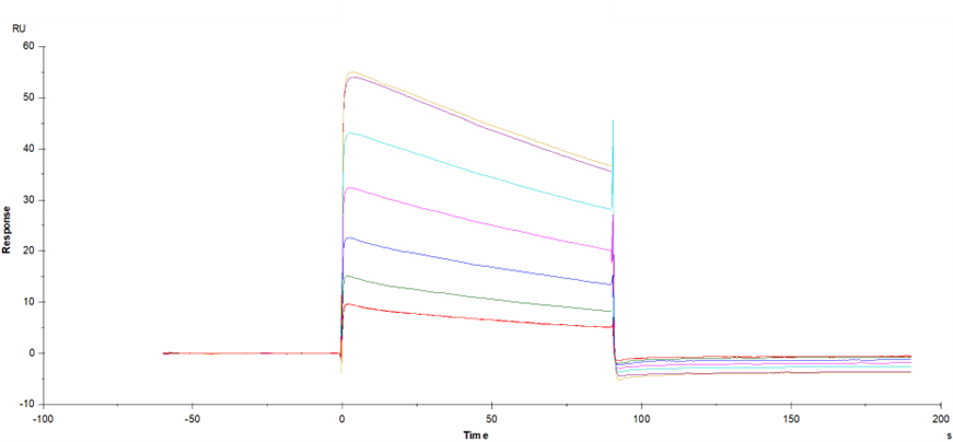 Fc γ RIIa/CD32a(R167) His tag Protein, Human