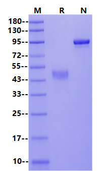 CTLA-4/CD152 Fc Chimera Protein, Cynomolgus