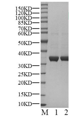 RSK1 Protein, Human