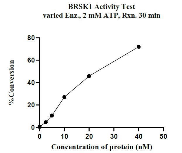 BRSK1 GST Tag Protein, Human