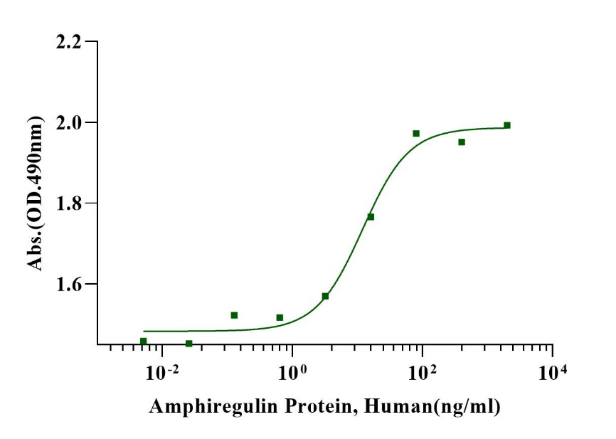 Amphiregulin Protein, Human