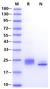 IL-28B/IFN-λ3 Protein, Human