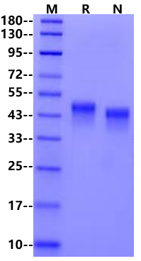 Biotinylated CD84/SLAMF5 His&Avi Tag Protein, Human
