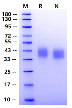 Biotinylated B7-H3/CD276 His&Avi Tag Protein, Human