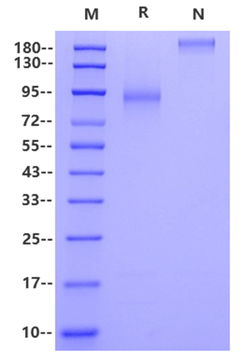 CLEC14A Fc Chimera Protein, Human