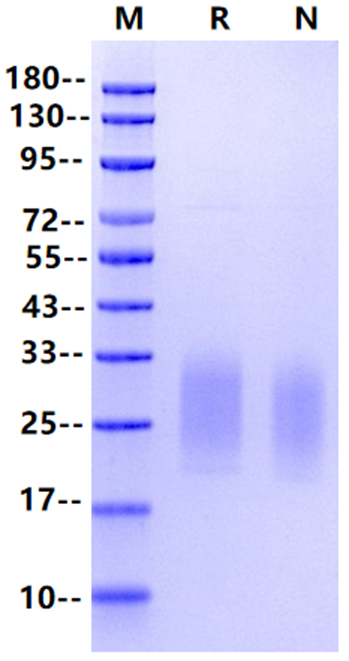CD3 delta His Tag Protein, Cynomolgus