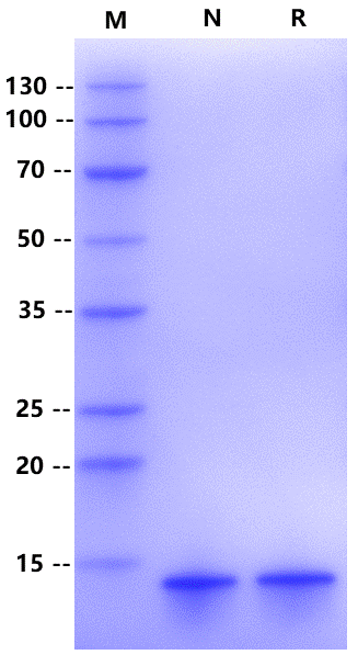 NT-proBNP Protein, Human