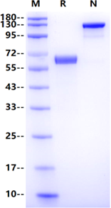 Ephrin-B1 Fc Chimera Protein, Human