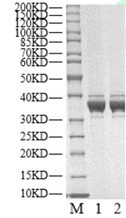 PDPK1 His Tag Protein, Human