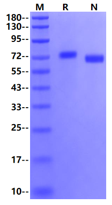 Biotinylated EphB4 His&Avi Tag Protein, Human