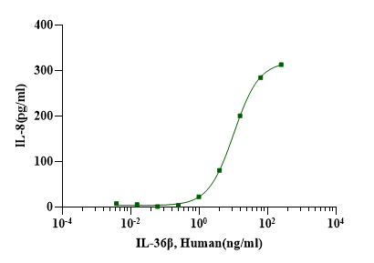 IL-36β Protein, Human