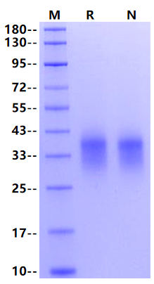 NKG2D/CD314 His Tag Protein, Cynomolgus