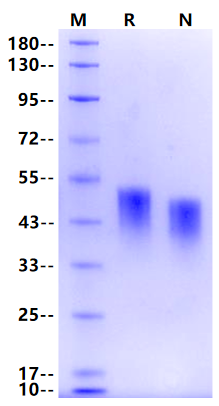 VSIG4 His Tag Protein, Cynomolgus