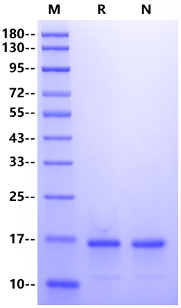 IL-36γ Protein, Human