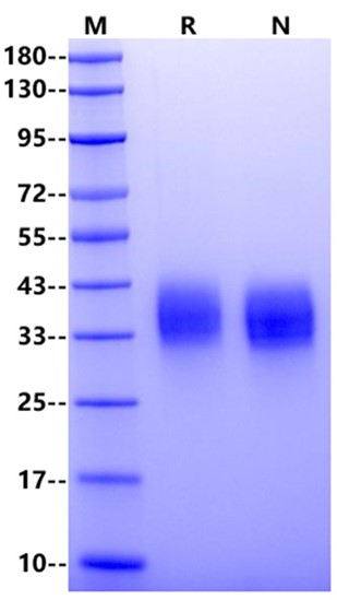 PD-L2/B7-DC His Tag Protein, Mouse