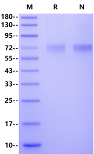 LYPD3/C4.4A His Tag Protein, Mouse