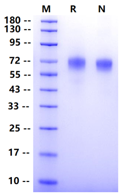 Biotinylated LILRA3 His&Avi Tag Protein, Human