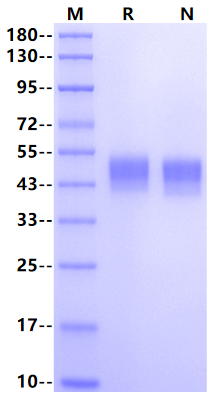 ROR1 (30-305, Ig-like&Frizzled Domain) His Tag Protein, Human/Cynomolgus