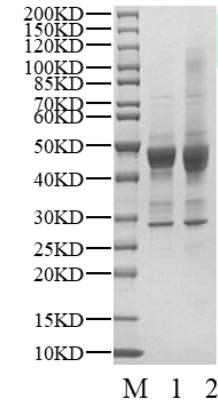 Cyclin E1 Protein, Human