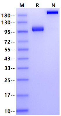 CD117/c-Kit Fc Chimera Protein, Mouse