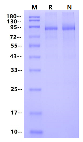 KEAP1 GST&His Tag Protein, Human